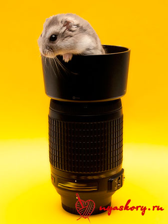 Lens and hamster