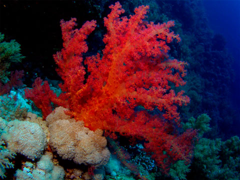 Korally