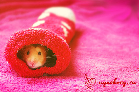 Hamster in sock