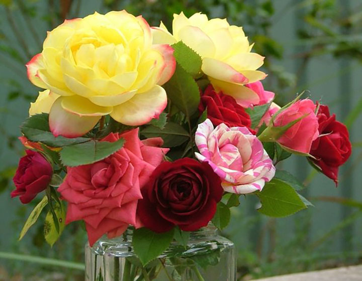 Какие цветы дарить учителю на 1 сентября, чтобы сделать его счастливым