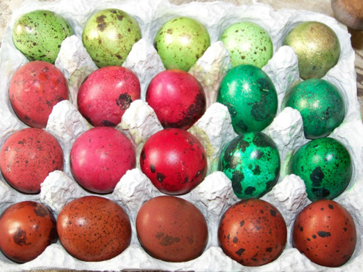 Как покрасить перепелиные яйца и можно ли это делать