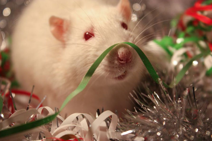 Поздравления с Новым годом 2020 от хозяйки года - Крысы