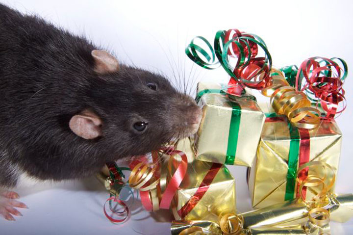Поздравления с новым годом 2020 крысы