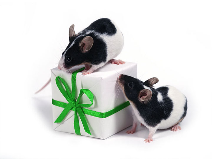 Поздравления с Новым годом 2020 от хозяйки года - Крысы