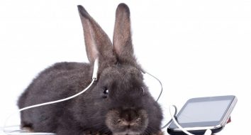 Кролик.биз - музыкальный портал с бесплатной загрузкой и онлайн-радио